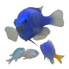 ルリスズメダイ/コバルト/デバ/シリキ