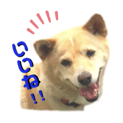 愛犬ゆき♪日常スタンプ