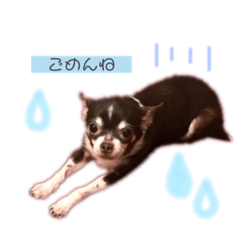 まんまるさくらちゃん