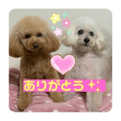 可愛いトイプー♡クルミとももか