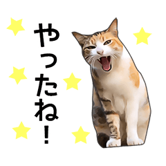 いろんな三毛猫♪