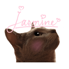 わがまま猫ジャスミンの日常 2日目