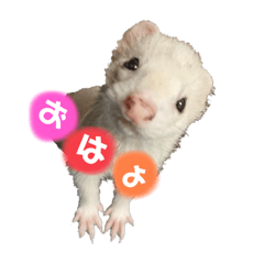 フェレットの銀次郎