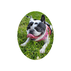 フレンチブルドッグさらだNo.３