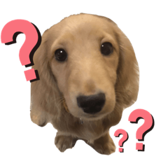 エルフとパンジャとレオとムーしか勝たん！