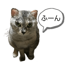 圧を感じる猫スタンプ