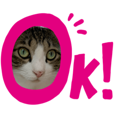 にゃんこの成長