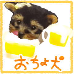 おちょ犬
