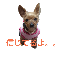 ホルンとの生活2