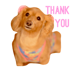 ちくわちゃん通信