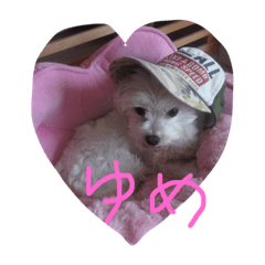 マルチーズのゆめちゃん2