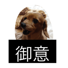 プリンセス犬  (アリエル)