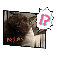 Rabbit_20210706143316