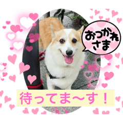 もふもふコーギーちゃん