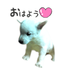 北海道犬 姫ちゃんと愉快な仲間たち