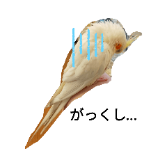 オカメインコのティッティ姫3