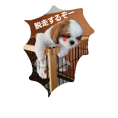 シーズー犬のあずちゃんとちゃとくん