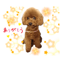 トイプードルのなるちゃん2