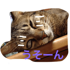 ちゃーさんスタンプ