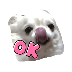 チワワのおこめさん