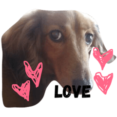 ここちゃん犬の日々