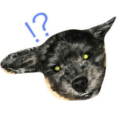 うちの愛犬たけるくん