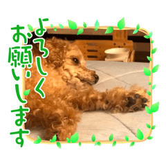 大好きなうちの子コロン