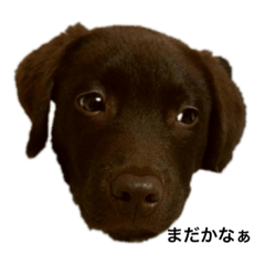 チョコラブ❤️ルーク