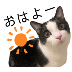 白黒ハチワレ猫のごまち