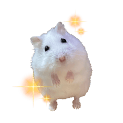 ジャンガリアンハムスターのトットくん