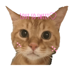 シャオ坊最強説♡