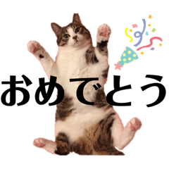 とよさきさん家の猫ず2