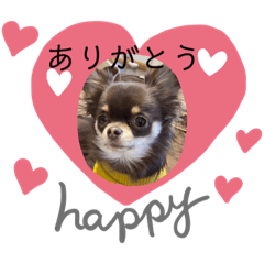 チワワのレイルくん1