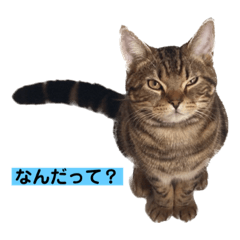 アメショのほっけくん