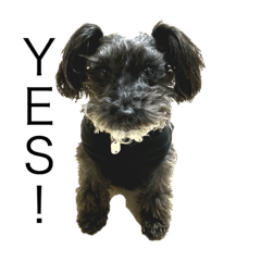 シュナスタンプです。