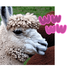 みんな大好きアルパカ