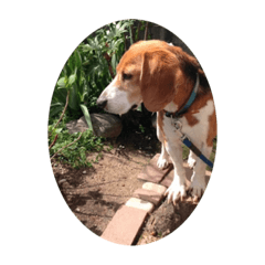 ビーグルのすぬくんスタンプ