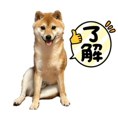 豆柴こはく生活