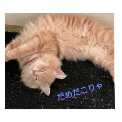 コペたちの日常