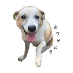 チップのスタンプ 2