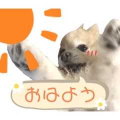 実写犬ぽろスタンプ