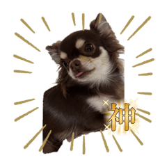 キラキラアイドル☆麦太きゅん