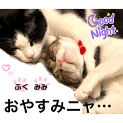 ふく&みみ@カワイイ 猫たちの毎日スタンプ