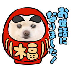 動く白ポメ しろまるの一日2