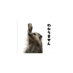 小さいハリネズミ