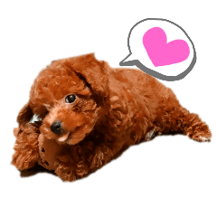 トイプードルの甘えんぼモカくん