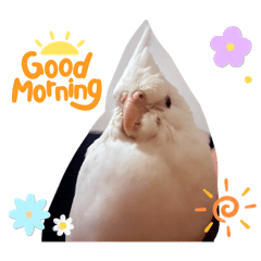 オカメのこめたん3