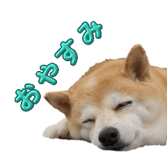 豆柴認定犬リンちゃん