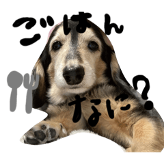 ダックスのチョコ&むさし3