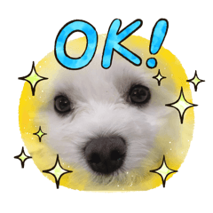 まるチーズみる